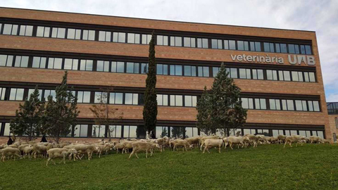 facultat veterinària ocupa el cinquè lloc 